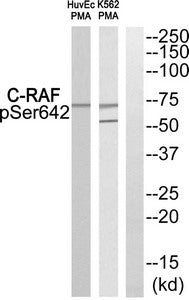Phospho-RAF1 (Ser642) Antibody