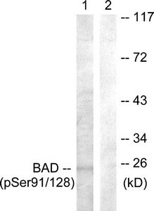 Phospho-BAD (Ser91/128) Antibody