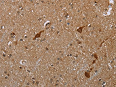 CASP8AP2 Antibody
