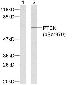 Phospho-PTEN (Ser370) Antibody