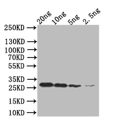 mpt64 Antibody