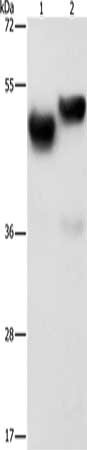AMZ1 Antibody