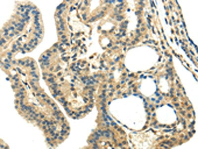 CHGA Antibody