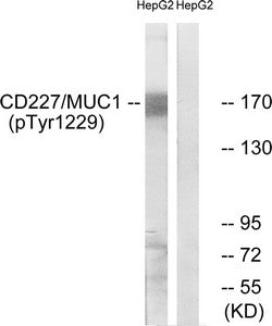 Phospho-MUC1 (Tyr1229) Antibody