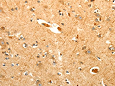 PTPN6 Antibody