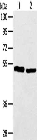 TP53 Antibody