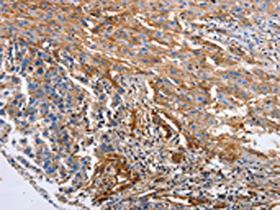 CD151 Antibody
