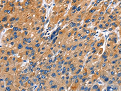 EDN3 Antibody