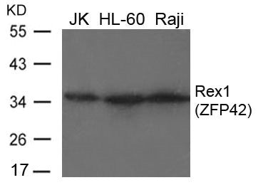 ZFP42 Antibody