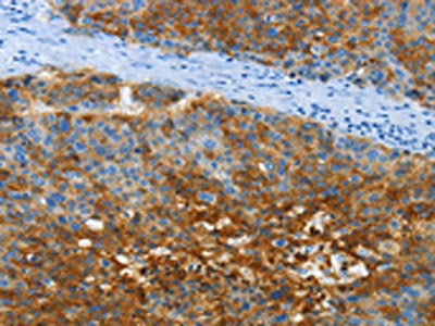 ANXA13 Antibody
