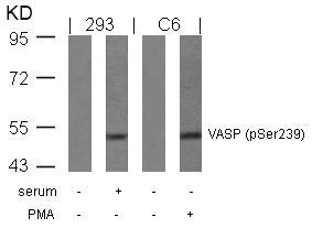 Phospho-VASP (Ser239) Antibody