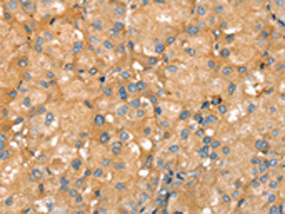 SLC41A2 Antibody