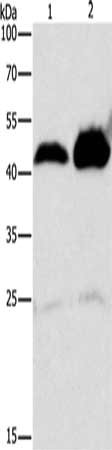 ADK Antibody