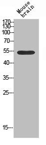 KCNK3 Antibody