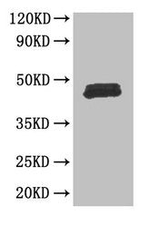 FOXP3 Antibody
