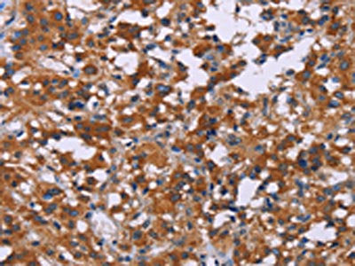 MAPK1/MAPK3 Antibody