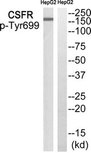 Phospho-CSF1R (Tyr699) Antibody