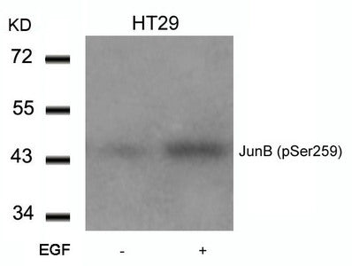Phospho-JUNB (Ser259) Antibody