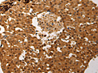 JUND Antibody