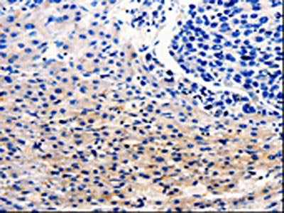 CDC20 Antibody