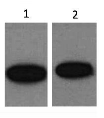 GFP Mouse Polyclonal Antibody