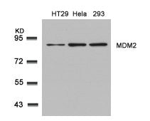 MDM2 (Ab-166) Antibody