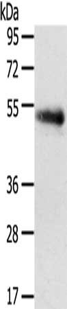 SLC7A5 Antibody