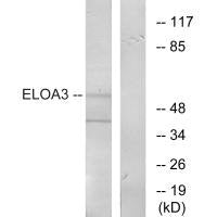 TCEB3C Antibody
