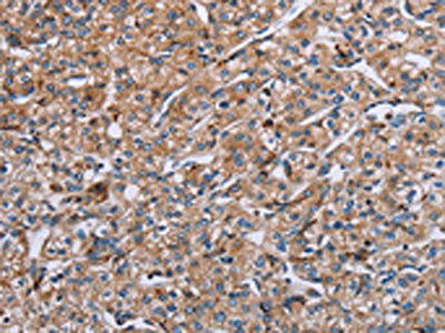 PLG Antibody