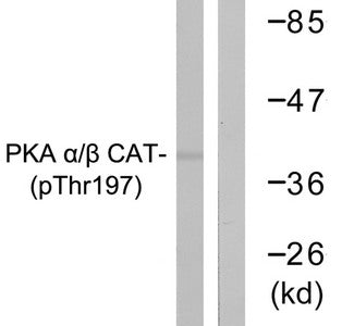 Phospho-PRKACA (Thr197) Antibody