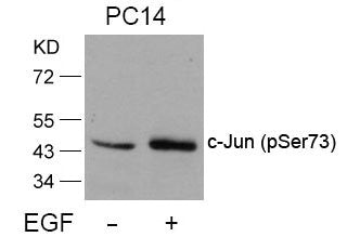 Phospho-JUN (Ser73) Antibody