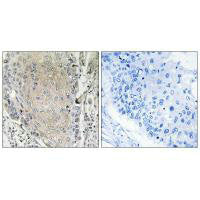 CBLN3 Antibody