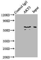 AKT3 Antibody