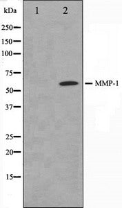 MMP1 Antibody