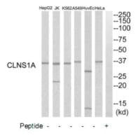CLNS1A Antibody