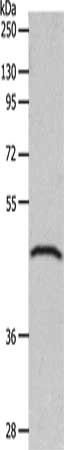 GDF1 Antibody