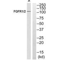FGFR1/FGFR2 (Ab-463) Antibody