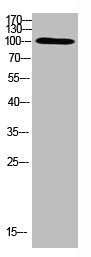 TRPV4 Antibody