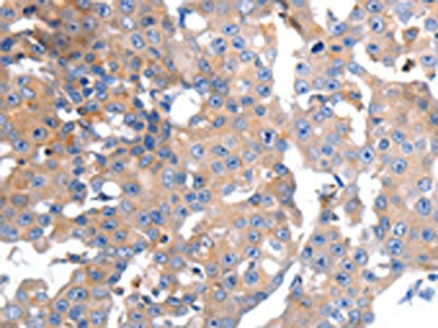 GCG Antibody