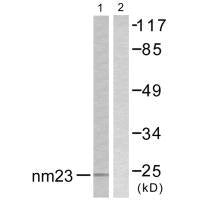 NME2 Antibody