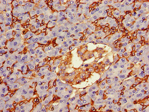 AQP1 Antibody
