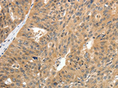 CNNM3 Antibody