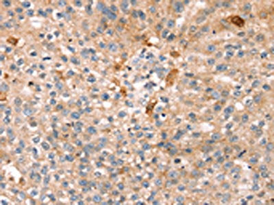 THAP9 Antibody