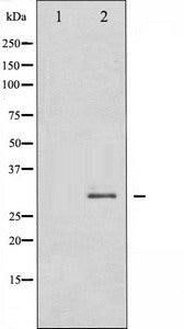 SNAI1 Antibody