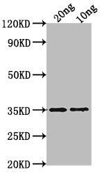 WRKY47 Antibody