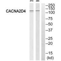 CACNA2D4 Antibody