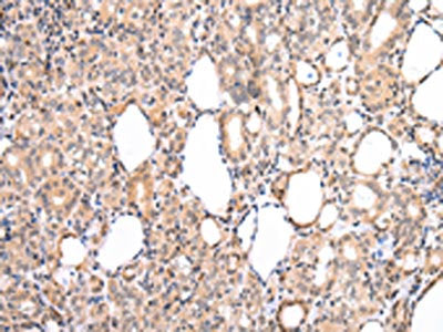 CDK8 Antibody