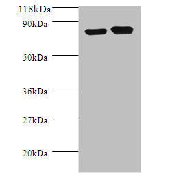 ldcC Antibody