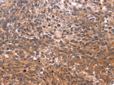 GCG Antibody