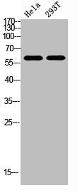 REL Antibody